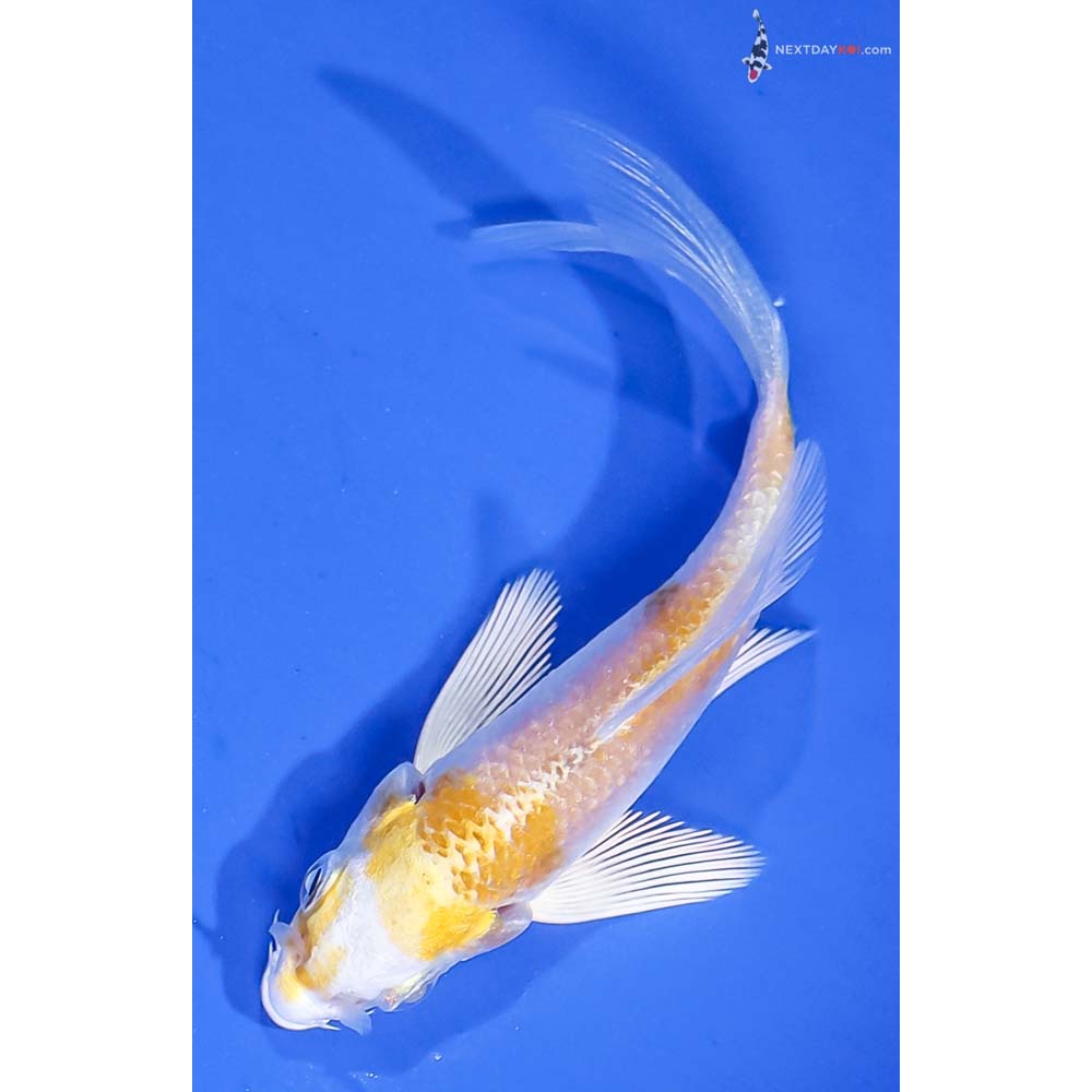 3.5” Imported Lemon Hariwake Butterfly Koi