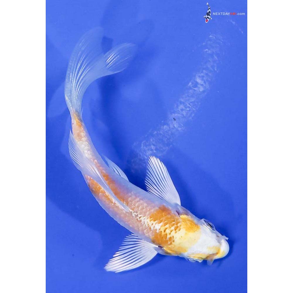 3.5” Imported Lemon Hariwake Butterfly Koi - Image 3