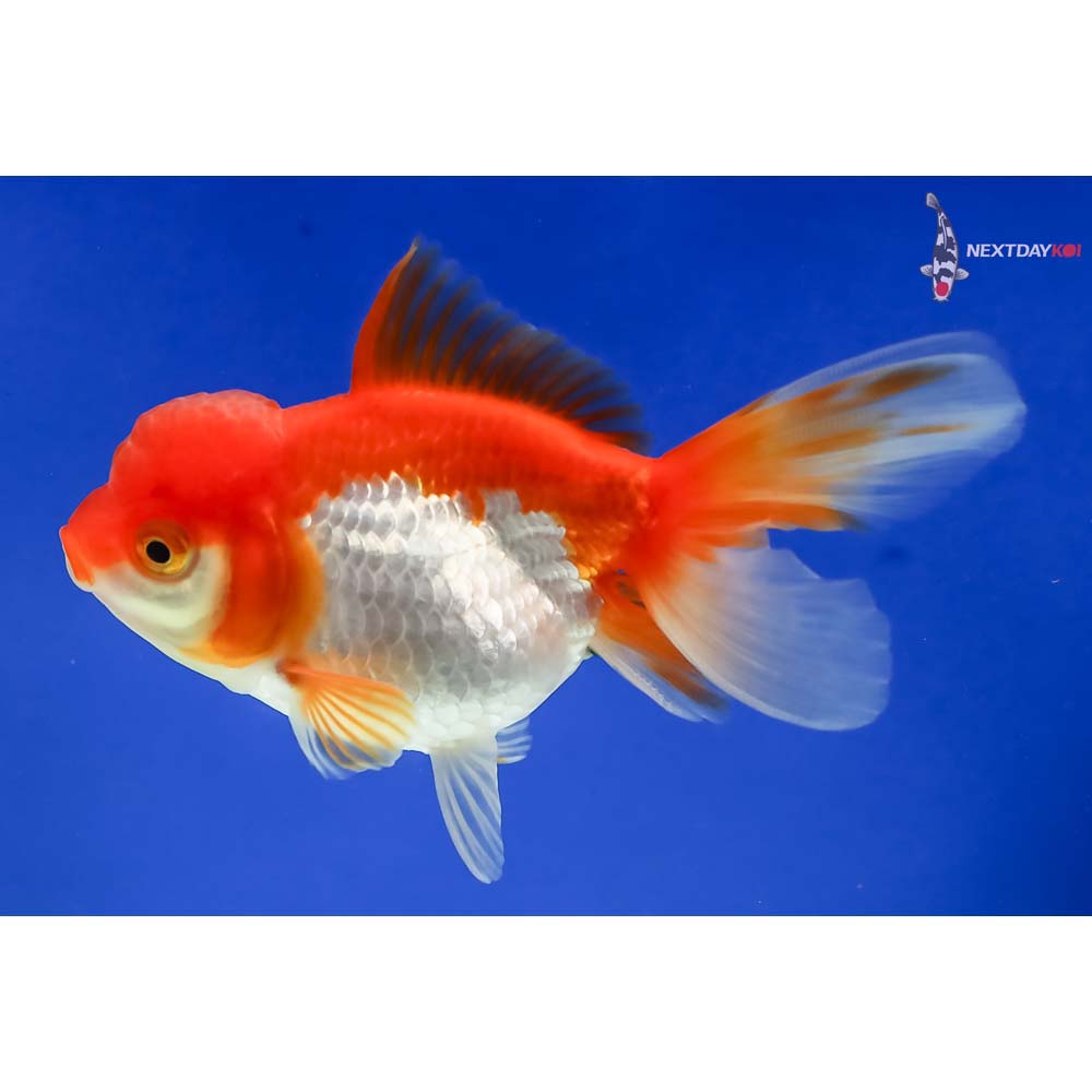 4” Imported Red and White Oranda - Image 2