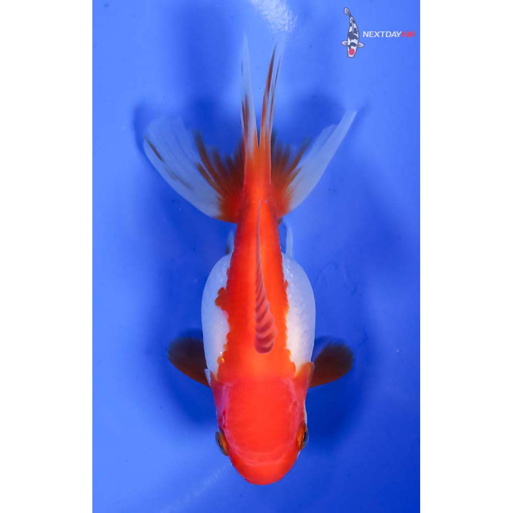 4” Imported Red and White Oranda - Image 3