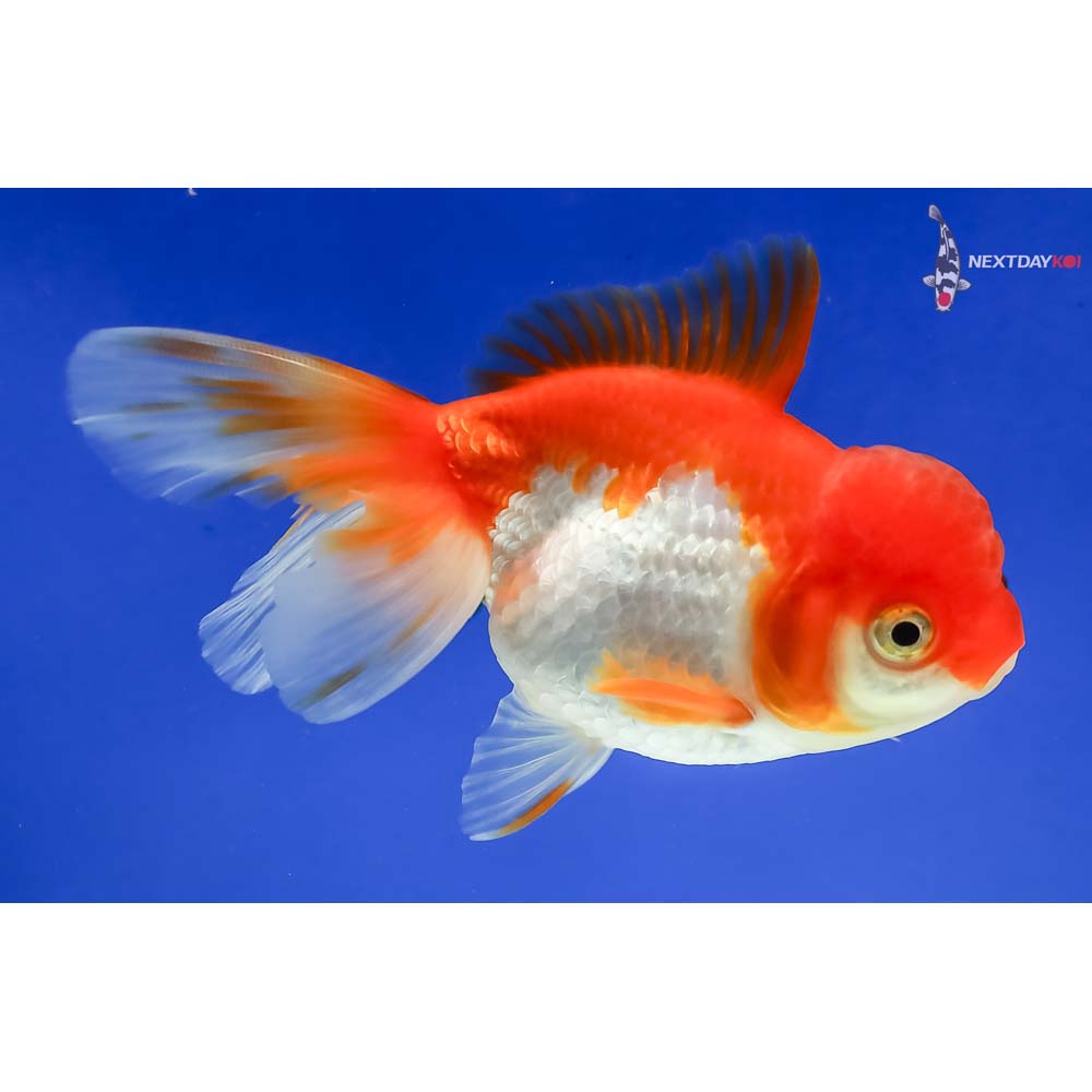 4” Imported Red and White Oranda - Image 4