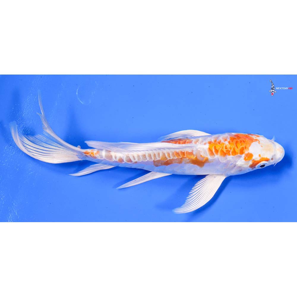 6.5” Imported Kikusui Butterfly Koi - Image 2
