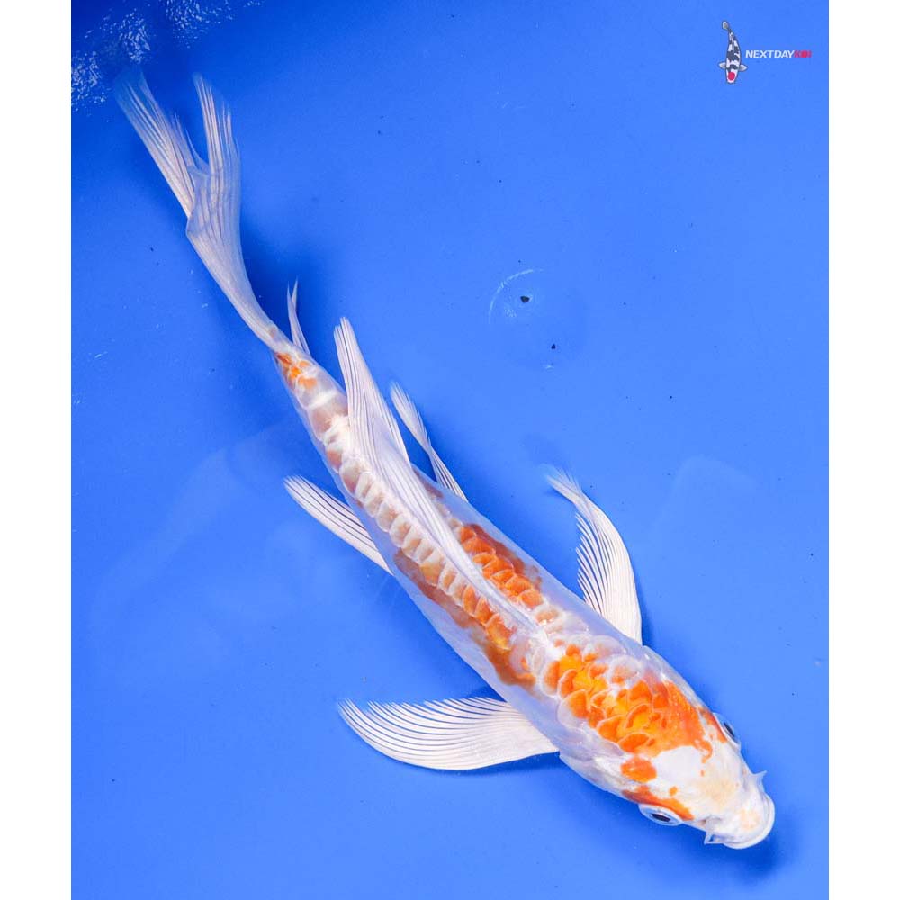 6.5” Imported Kikusui Butterfly Koi - Image 3