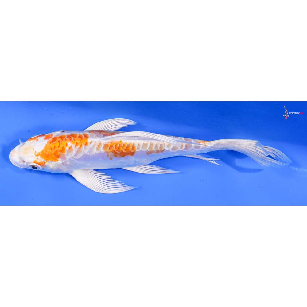 6.5” Imported Kikusui Butterfly Koi - Image 4