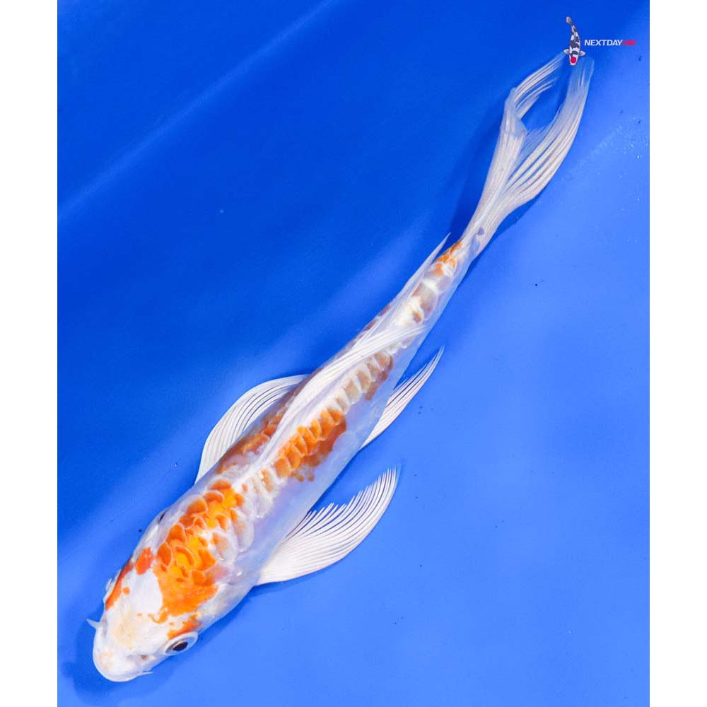 6.5” Imported Kikusui Butterfly Koi - Image 5