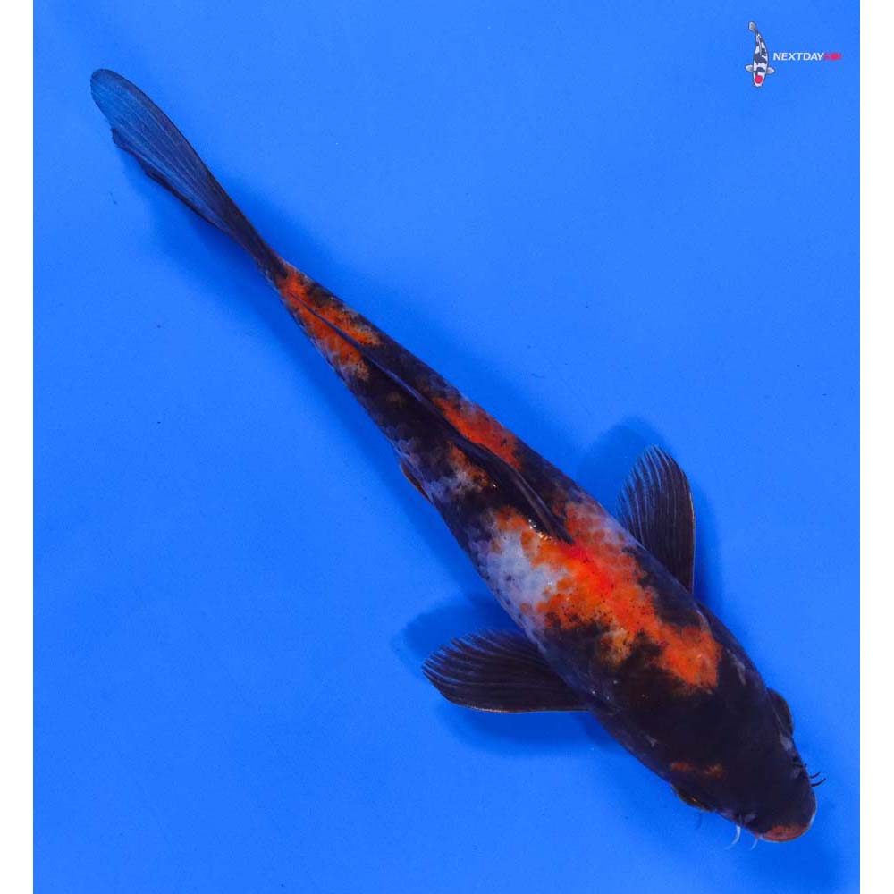 6.5” Imported Showa - Image 3