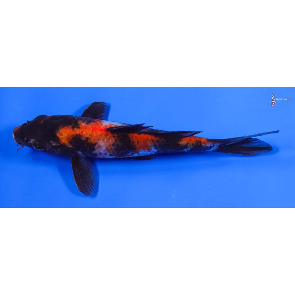 6.5” Imported Showa - Image 4