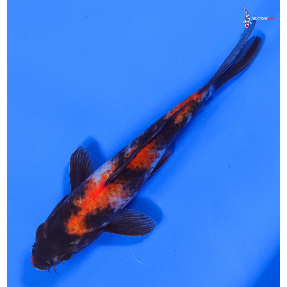 6.5” Imported Showa - Image 5