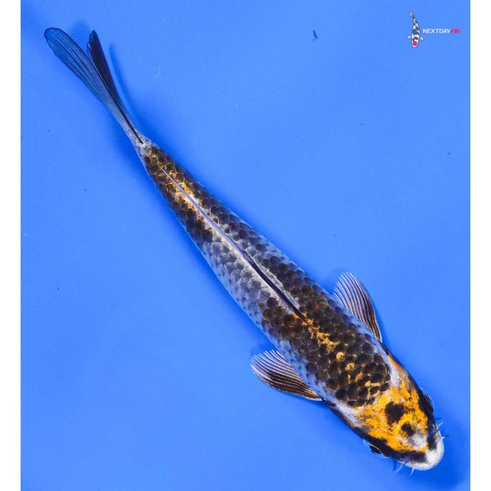 6.5” Imported Kujaku - Image 3