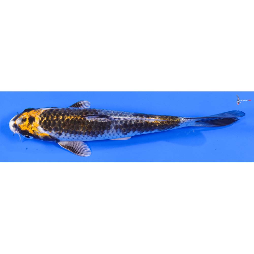 6.5” Imported Kujaku - Image 4