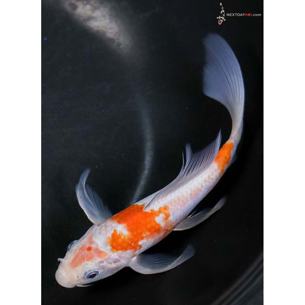 6” Imported Ochiba Shigure Butterfly Koi