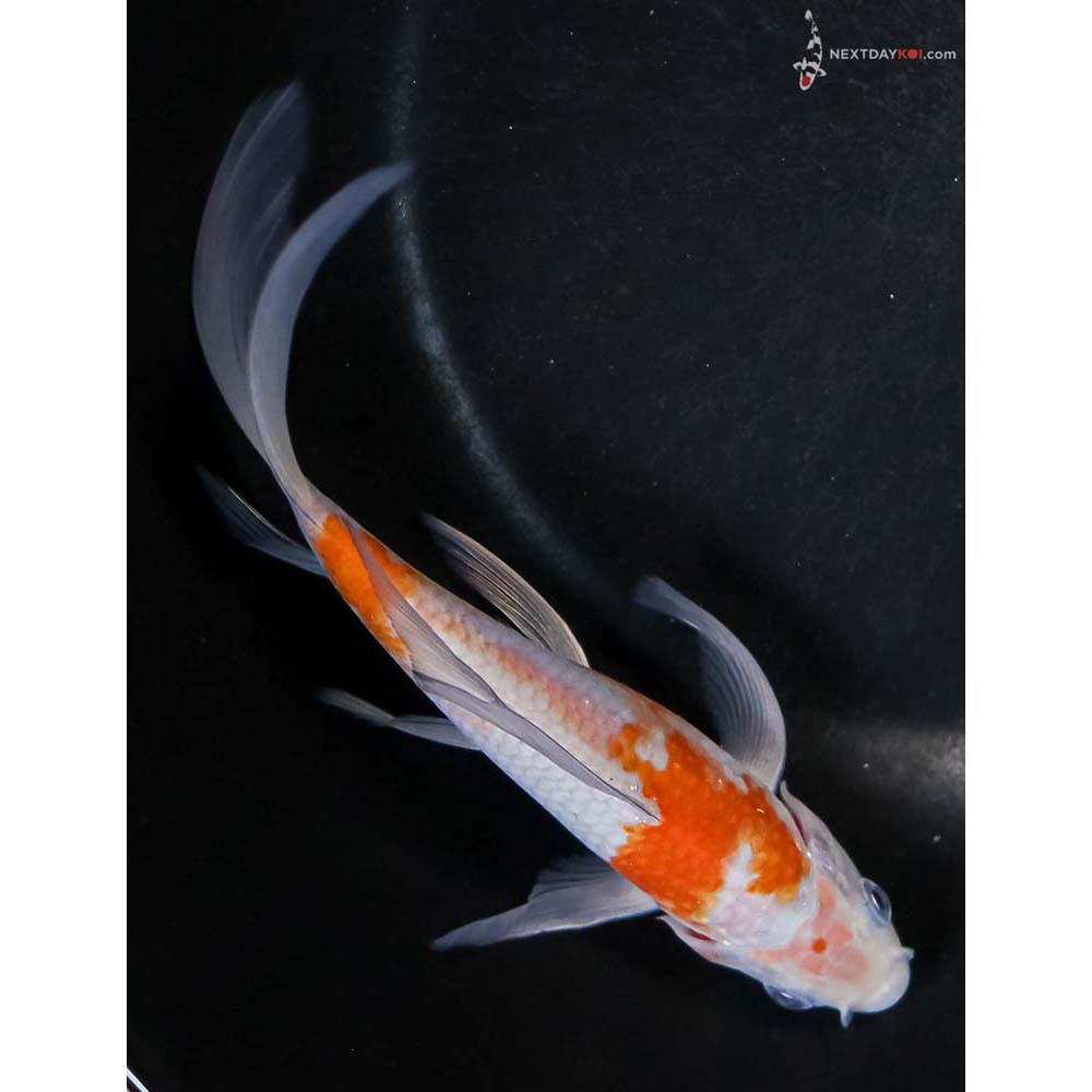 6” Imported Ochiba Shigure Butterfly Koi - Image 3