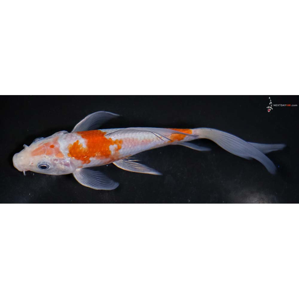 6” Imported Ochiba Shigure Butterfly Koi - Image 4