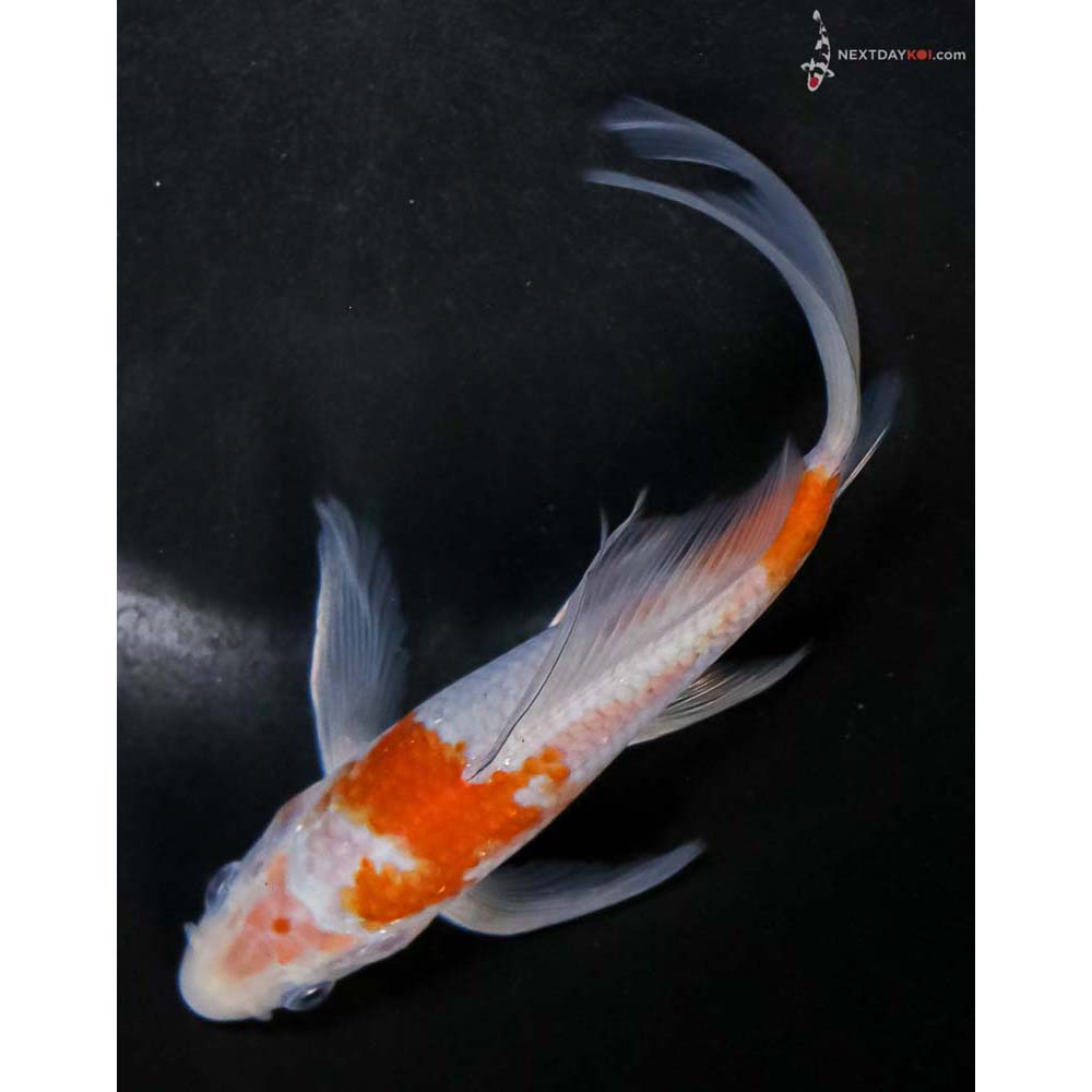 6” Imported Ochiba Shigure Butterfly Koi - Image 5