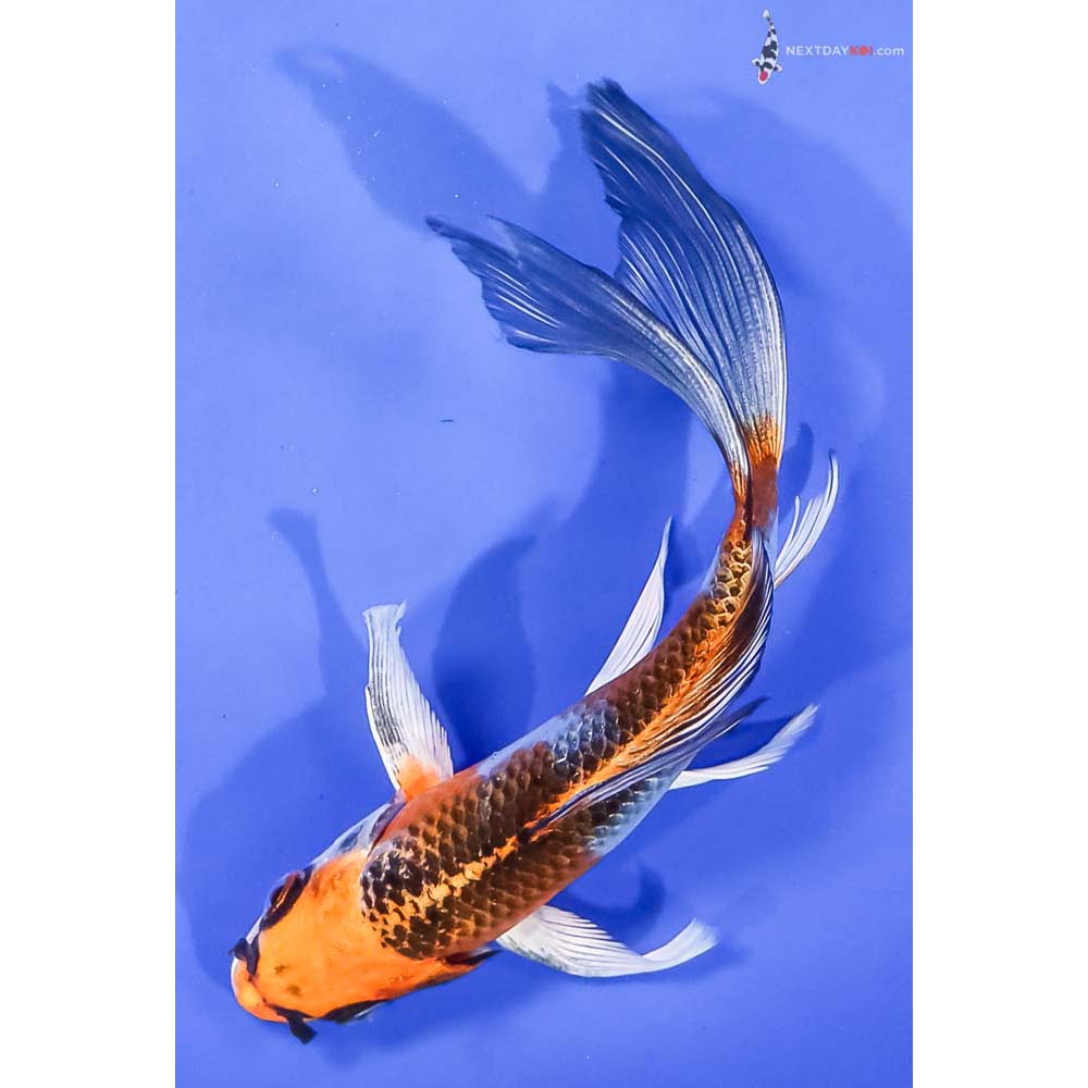 6.5” Imported Kujaku Butterfly Koi