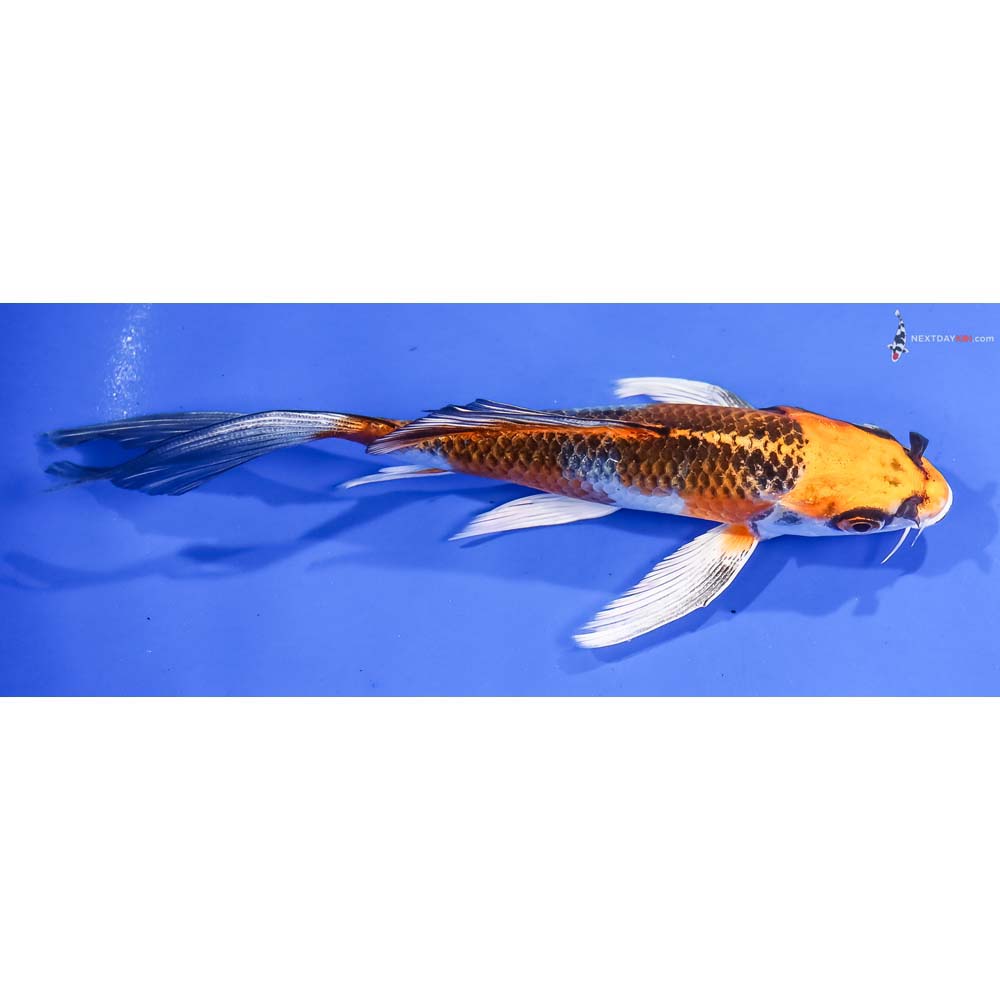 6.5” Imported Kujaku Butterfly Koi - Image 2