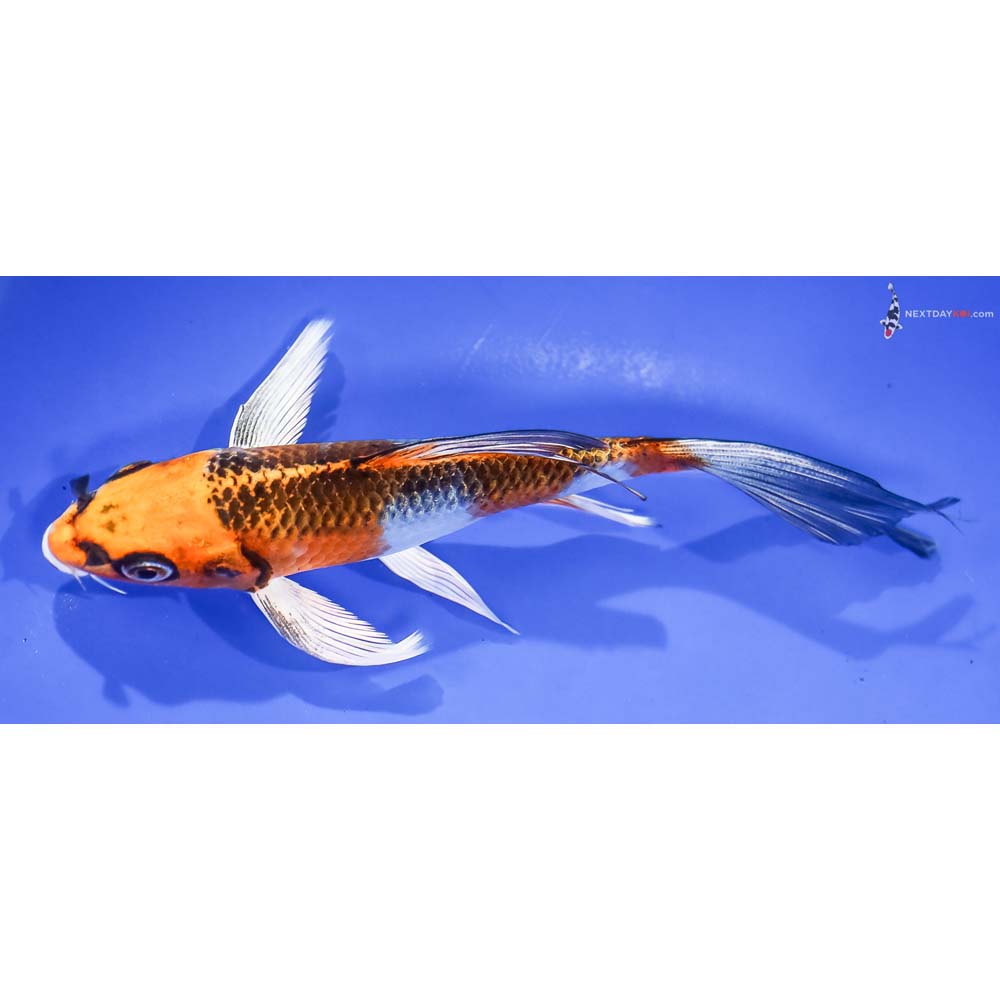 6.5” Imported Kujaku Butterfly Koi - Image 4