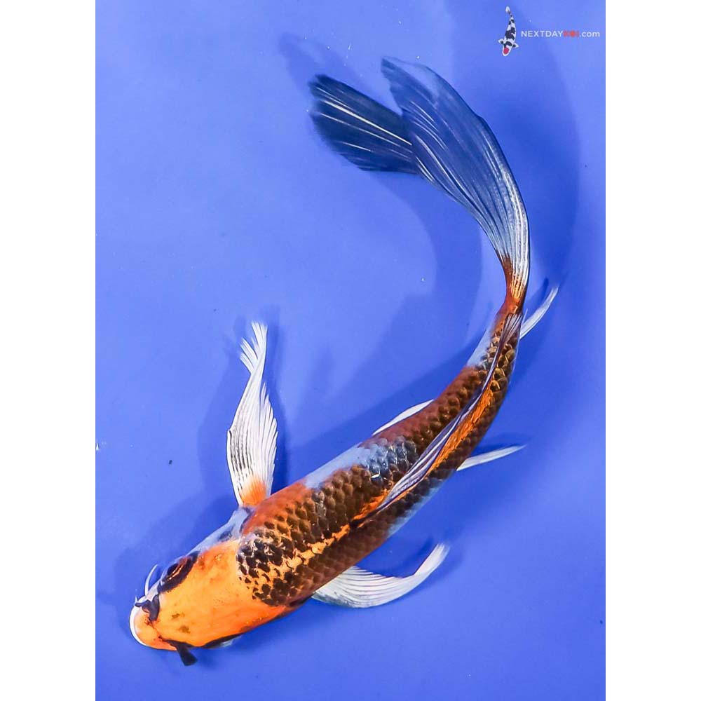 6.5” Imported Kujaku Butterfly Koi - Image 5