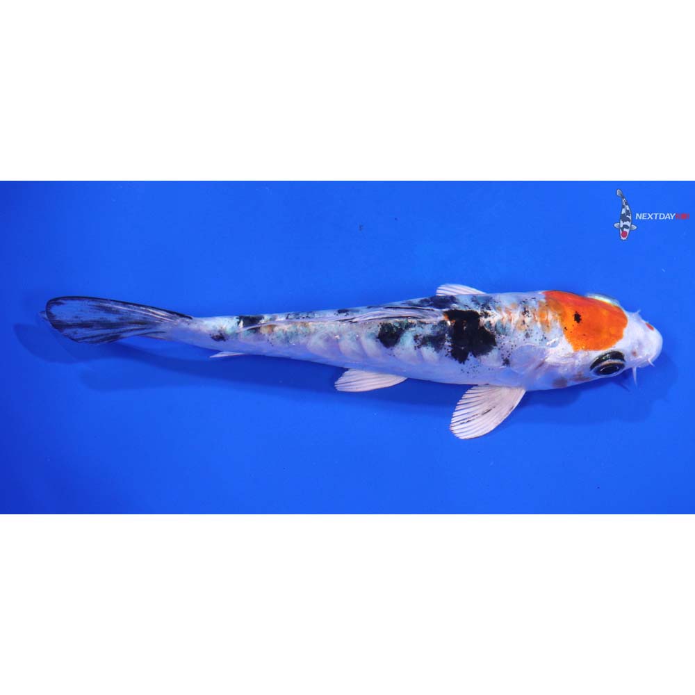 5.5” Imported Heisei Nishiki - Image 2