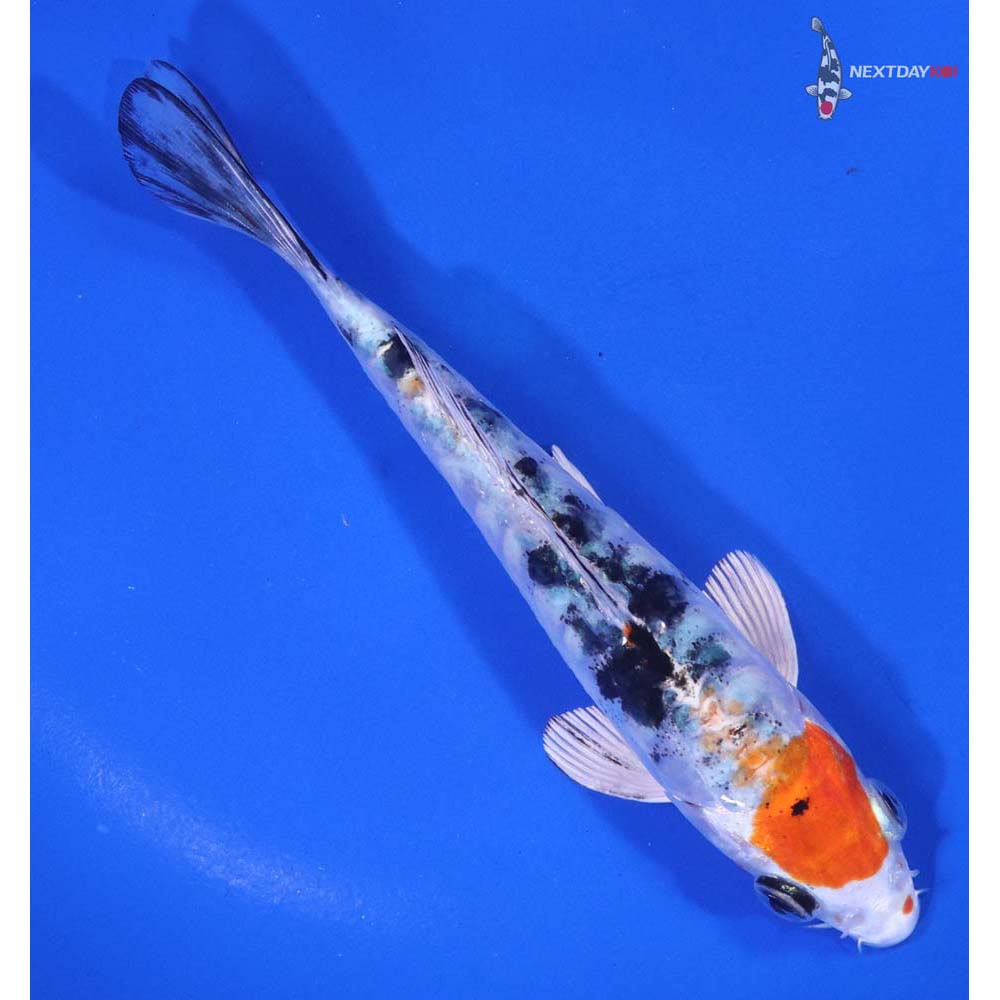 5.5” Imported Heisei Nishiki - Image 3