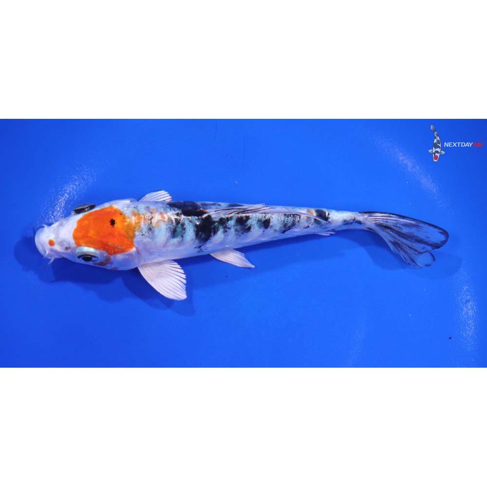 5.5” Imported Heisei Nishiki - Image 4