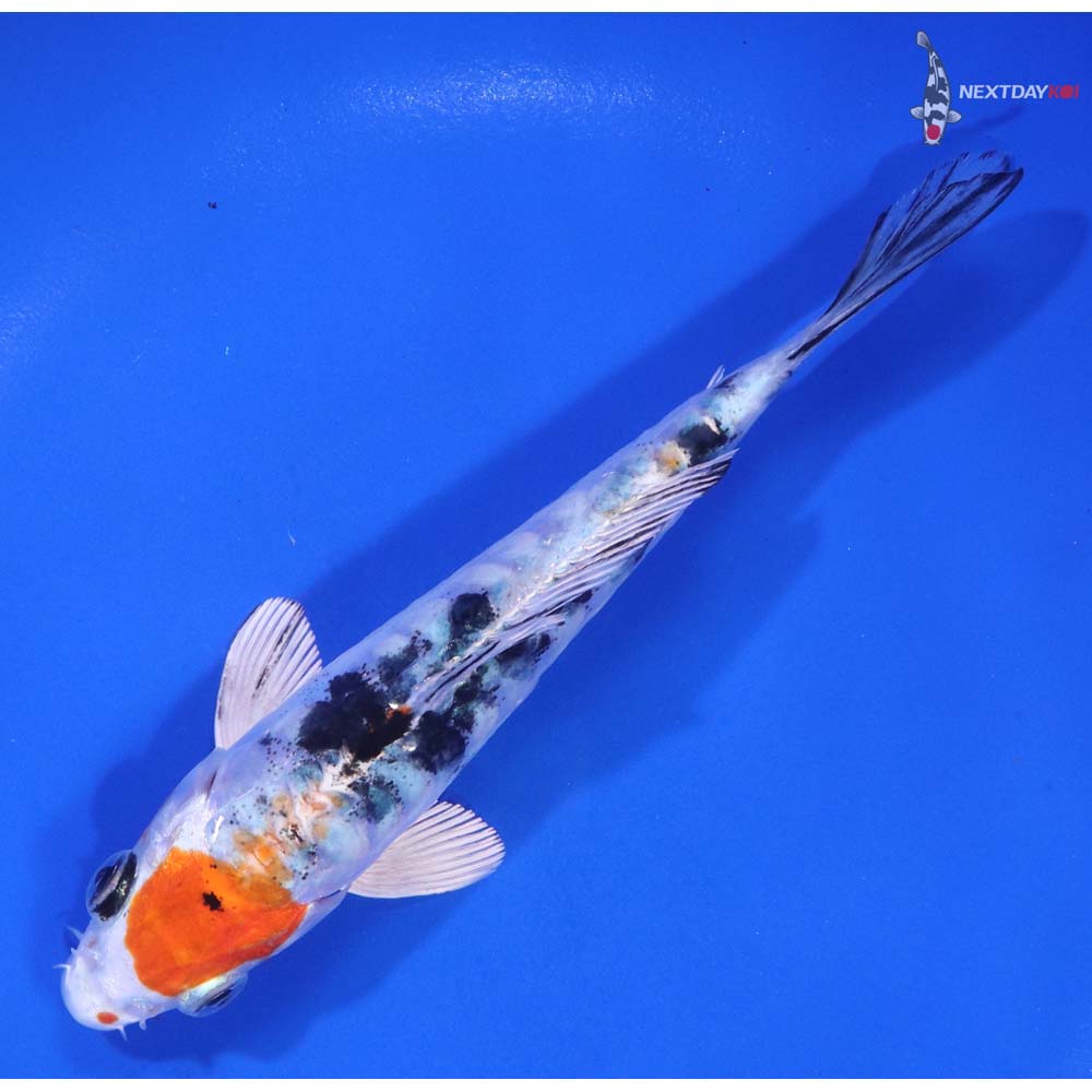 5.5” Imported Heisei Nishiki - Image 5