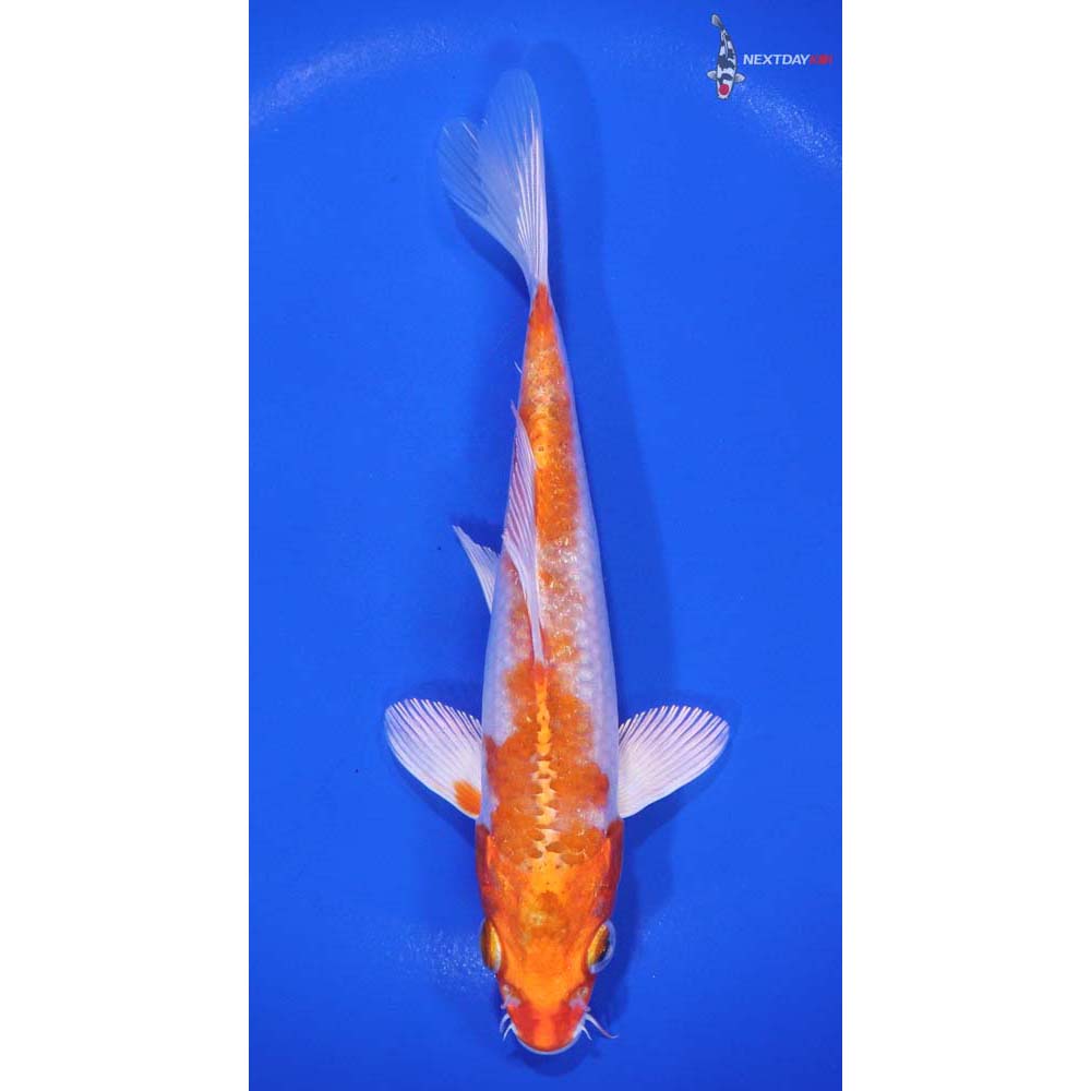 6” Imported Hariwake