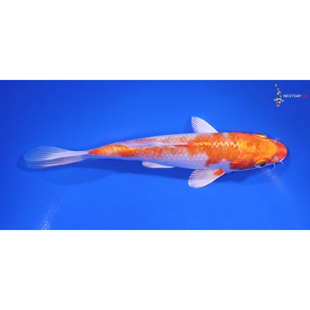 6” Imported Hariwake - Image 2