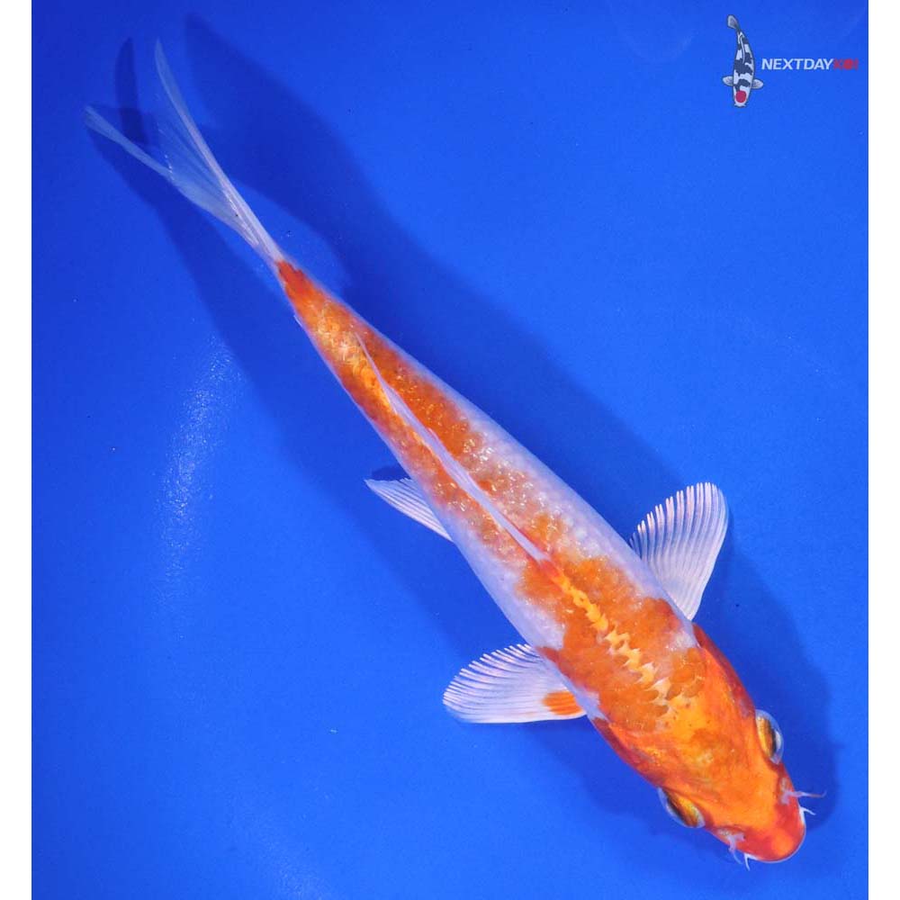 6” Imported Hariwake - Image 3