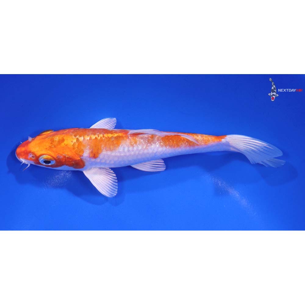 6” Imported Hariwake - Image 4