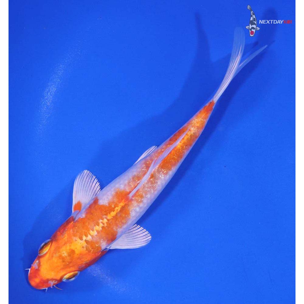 6” Imported Hariwake - Image 5