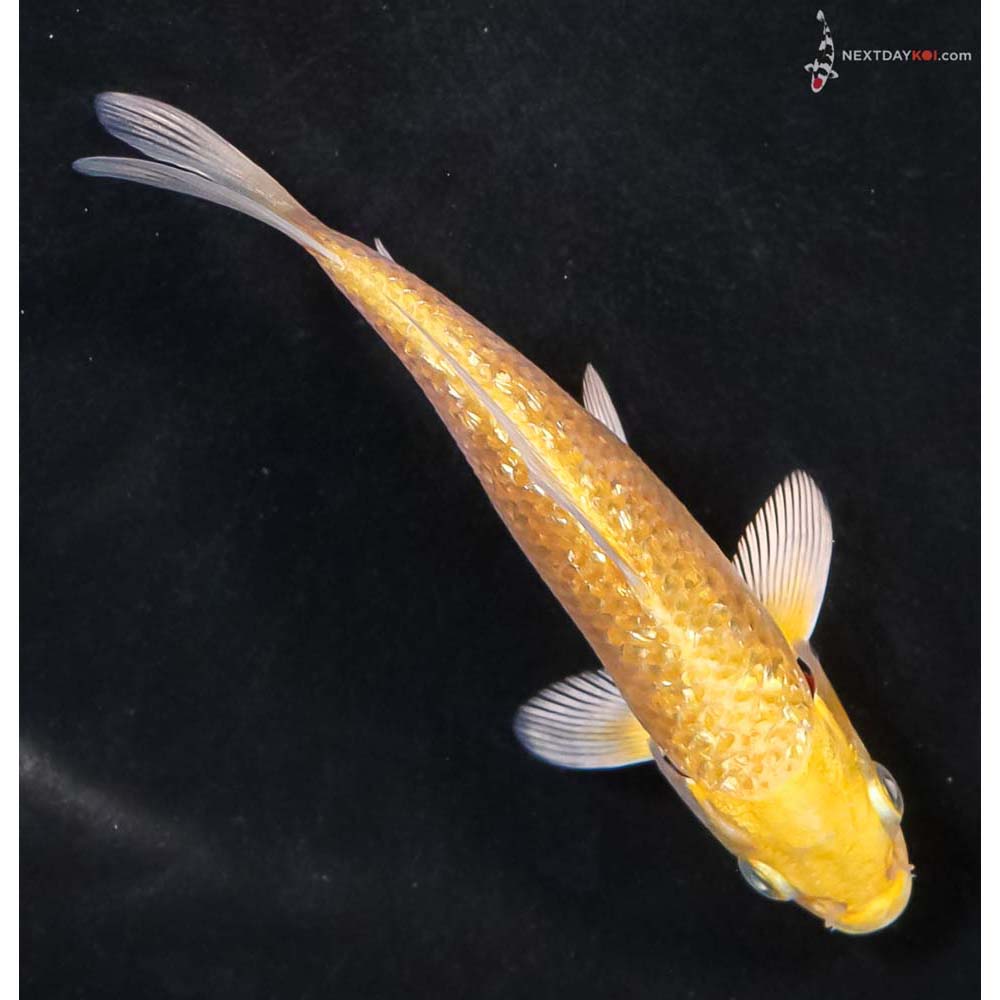 4.5” Imported Gin Rin Yamabuki Ogon - Image 3