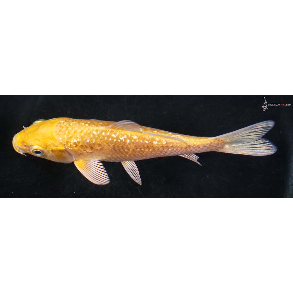 4.5” Imported Gin Rin Yamabuki Ogon - Image 4