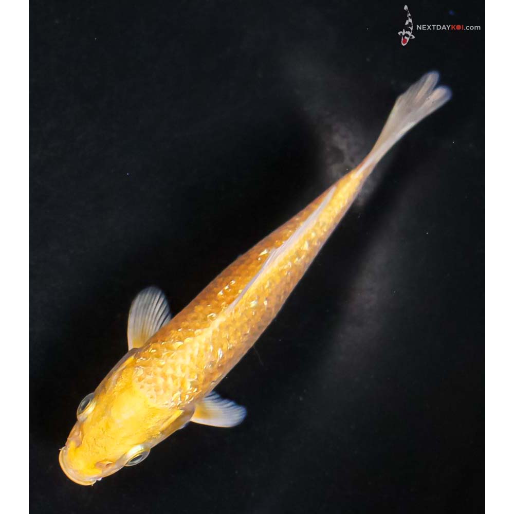 4.5” Imported Gin Rin Yamabuki Ogon - Image 5