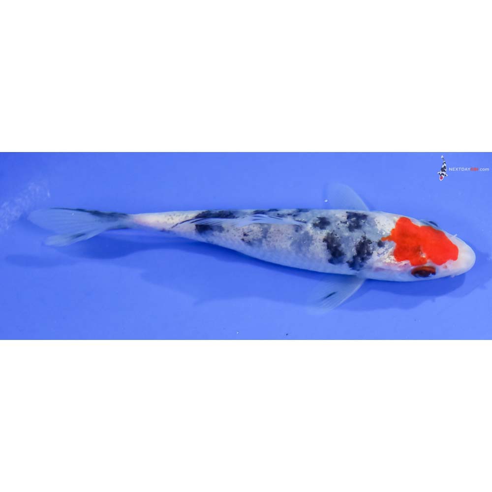 4.5” Imported Sanke - Image 2