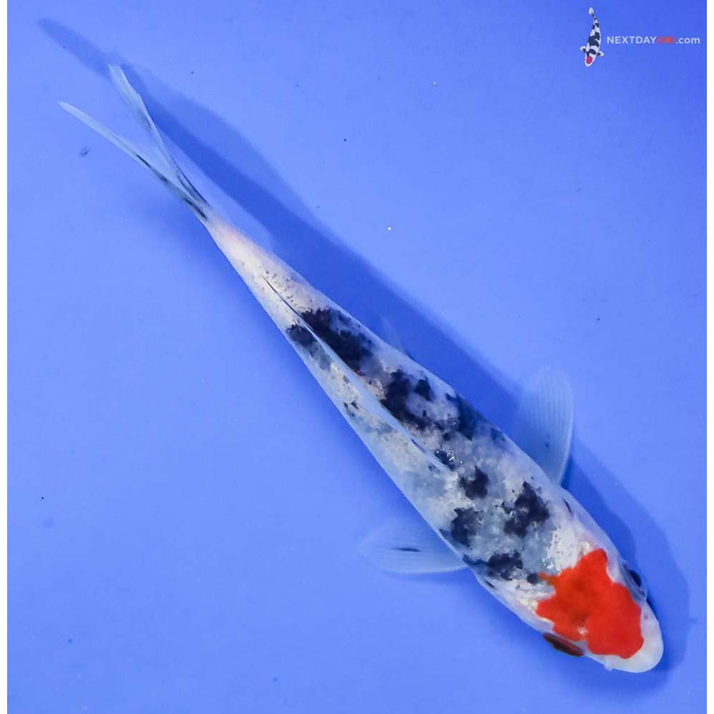 4.5” Imported Sanke - Image 3