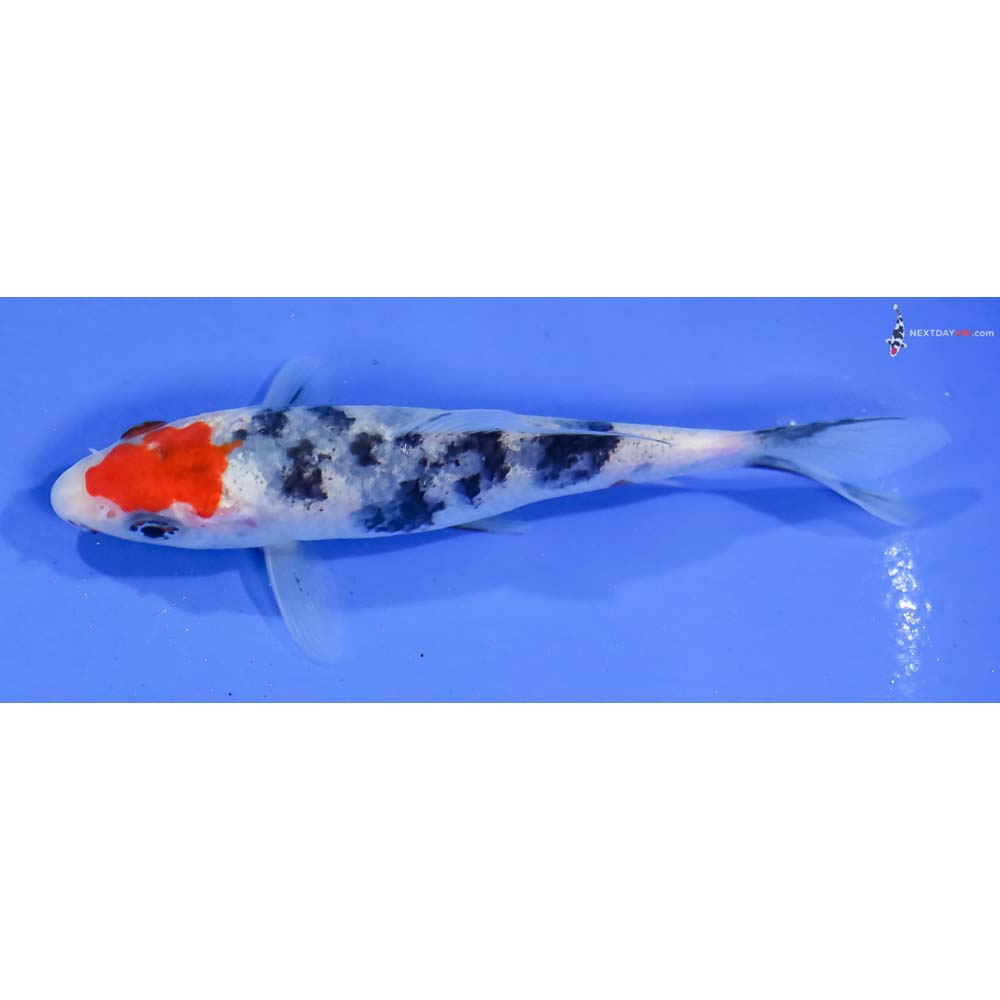 4.5” Imported Sanke - Image 4