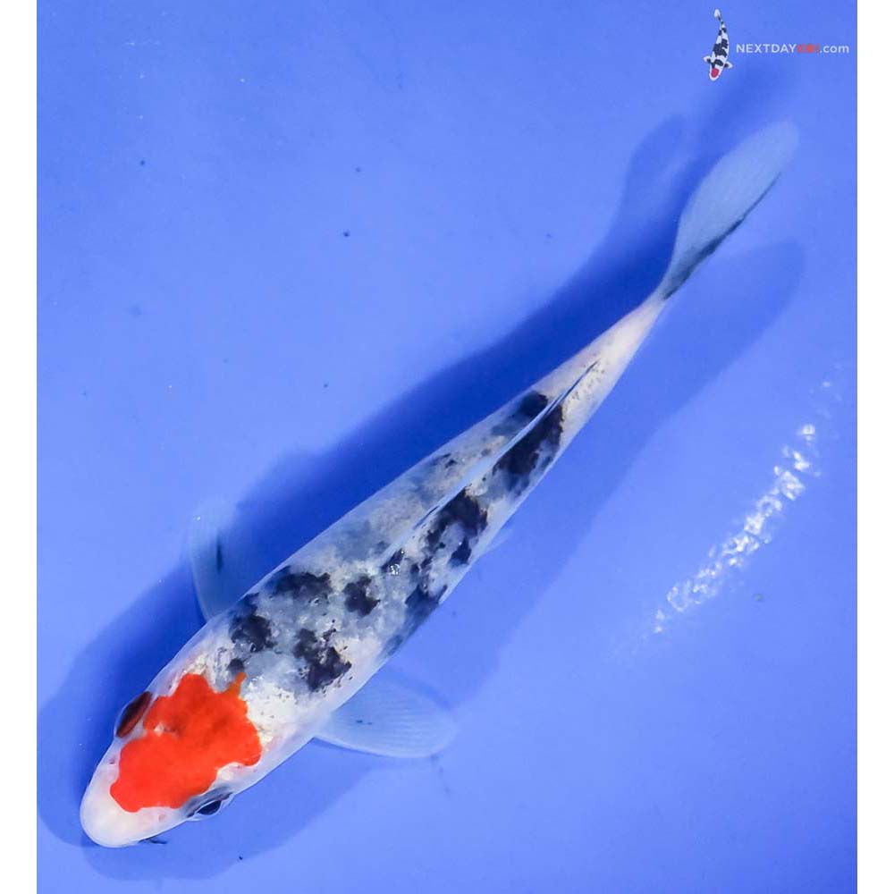 4.5” Imported Sanke - Image 5