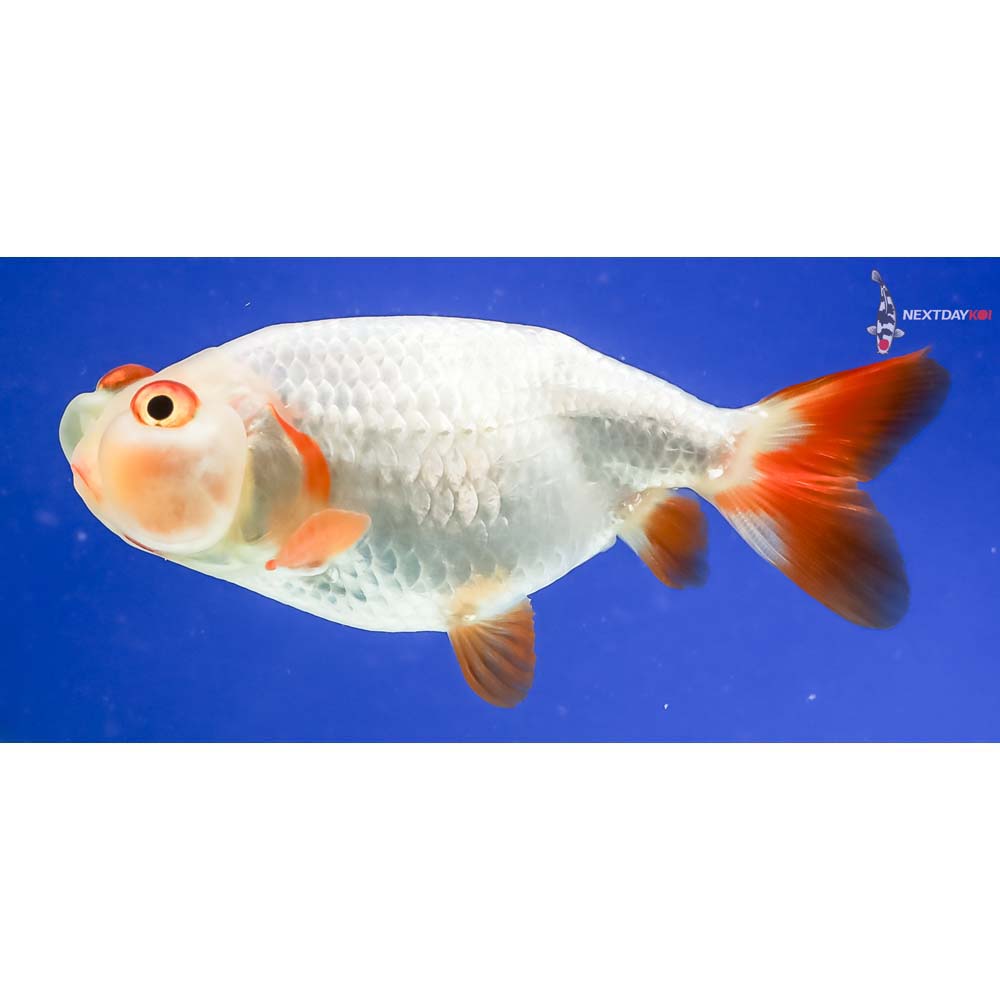 3” Imported Red and White Bubble Eye - Image 3