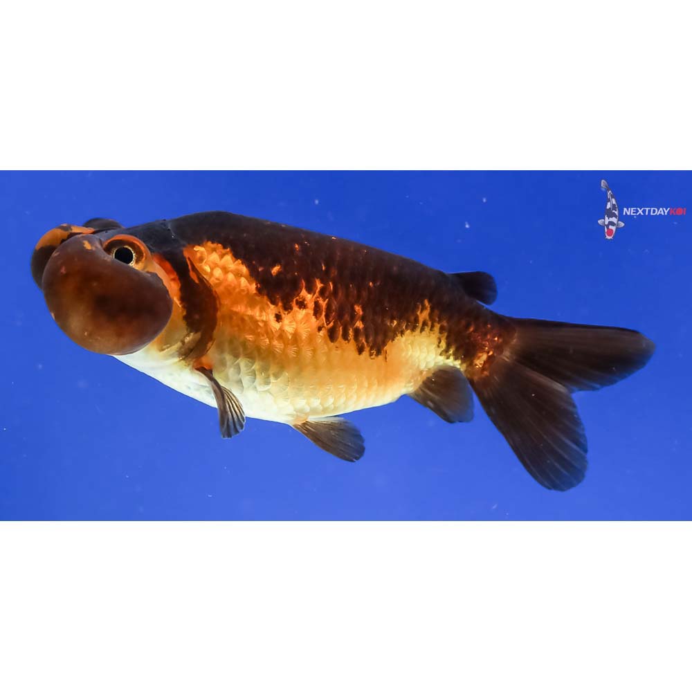 3” Imported Red and Black Bubble Eye - Image 5