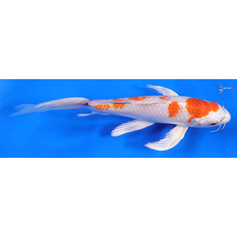 9” Imported Hariwake Butterfly Koi - Image 2