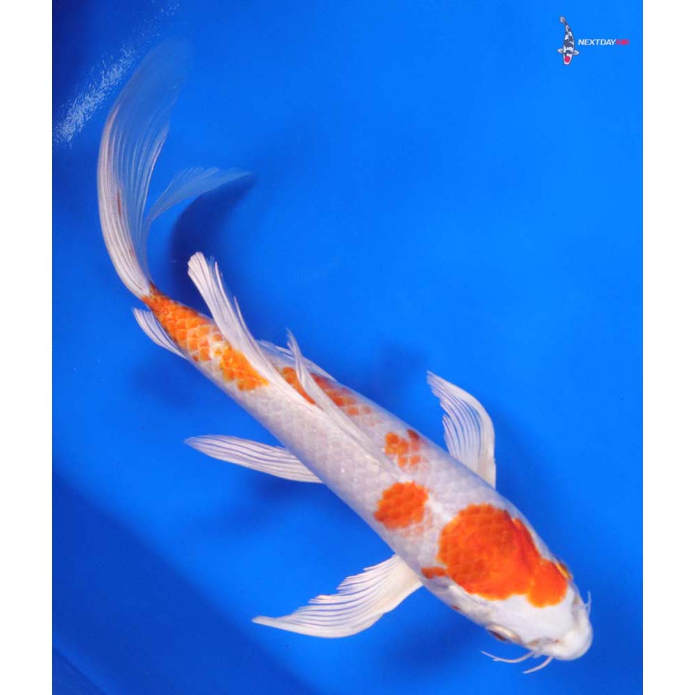 9” Imported Hariwake Butterfly Koi - Image 3