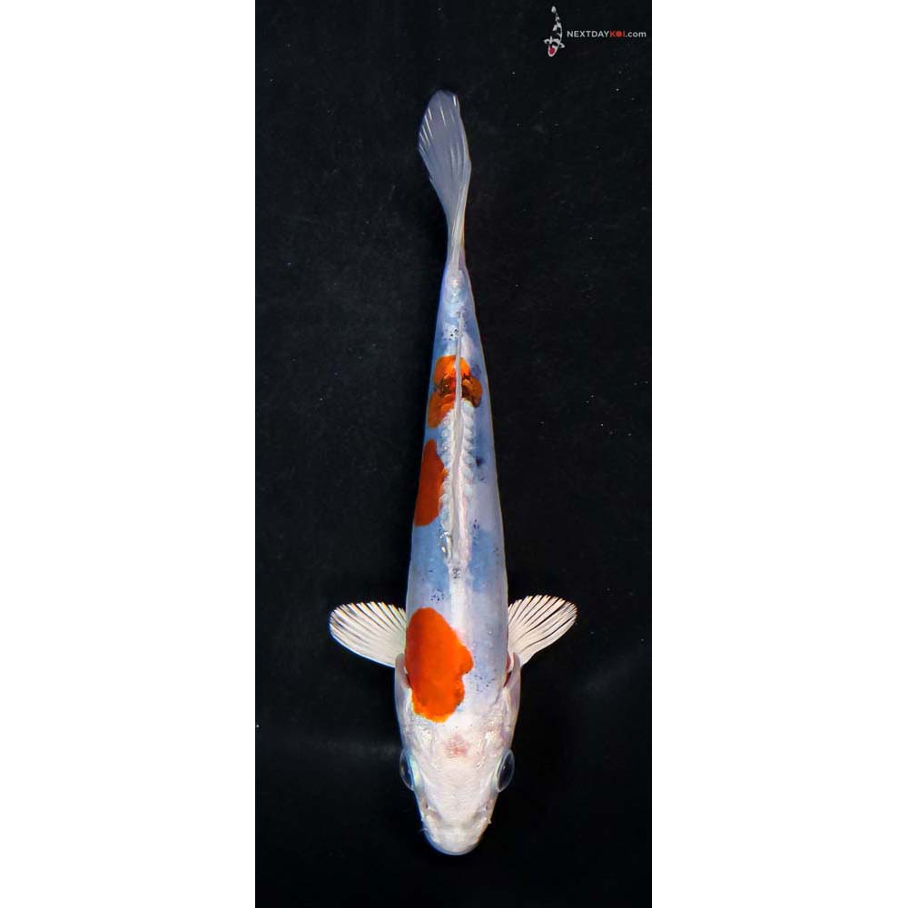 5.5” Imported Heisei Nishiki