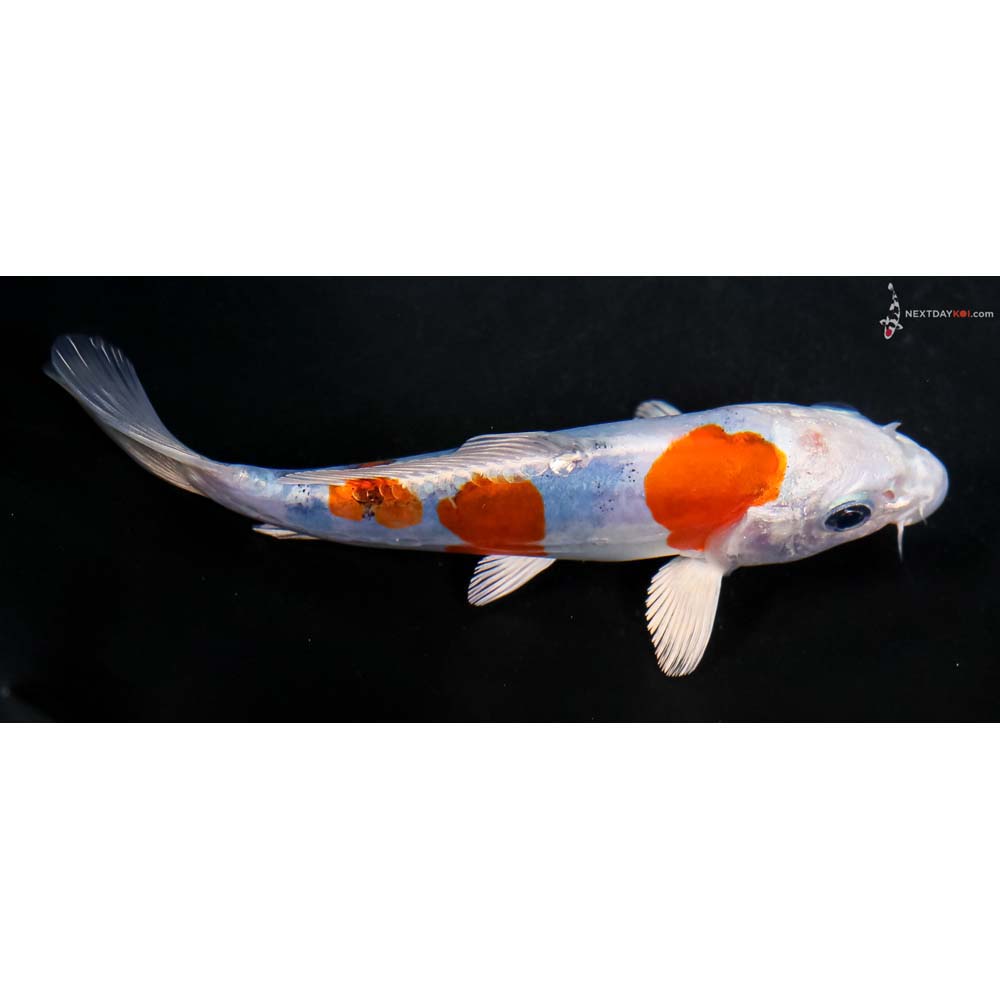 5.5” Imported Heisei Nishiki - Image 2