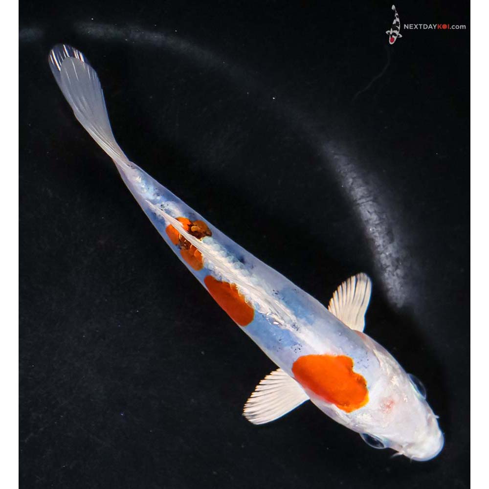 5.5” Imported Heisei Nishiki - Image 3