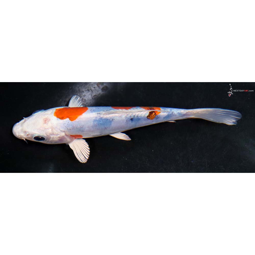 5.5” Imported Heisei Nishiki - Image 4