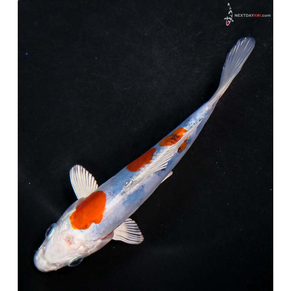 5.5” Imported Heisei Nishiki - Image 5