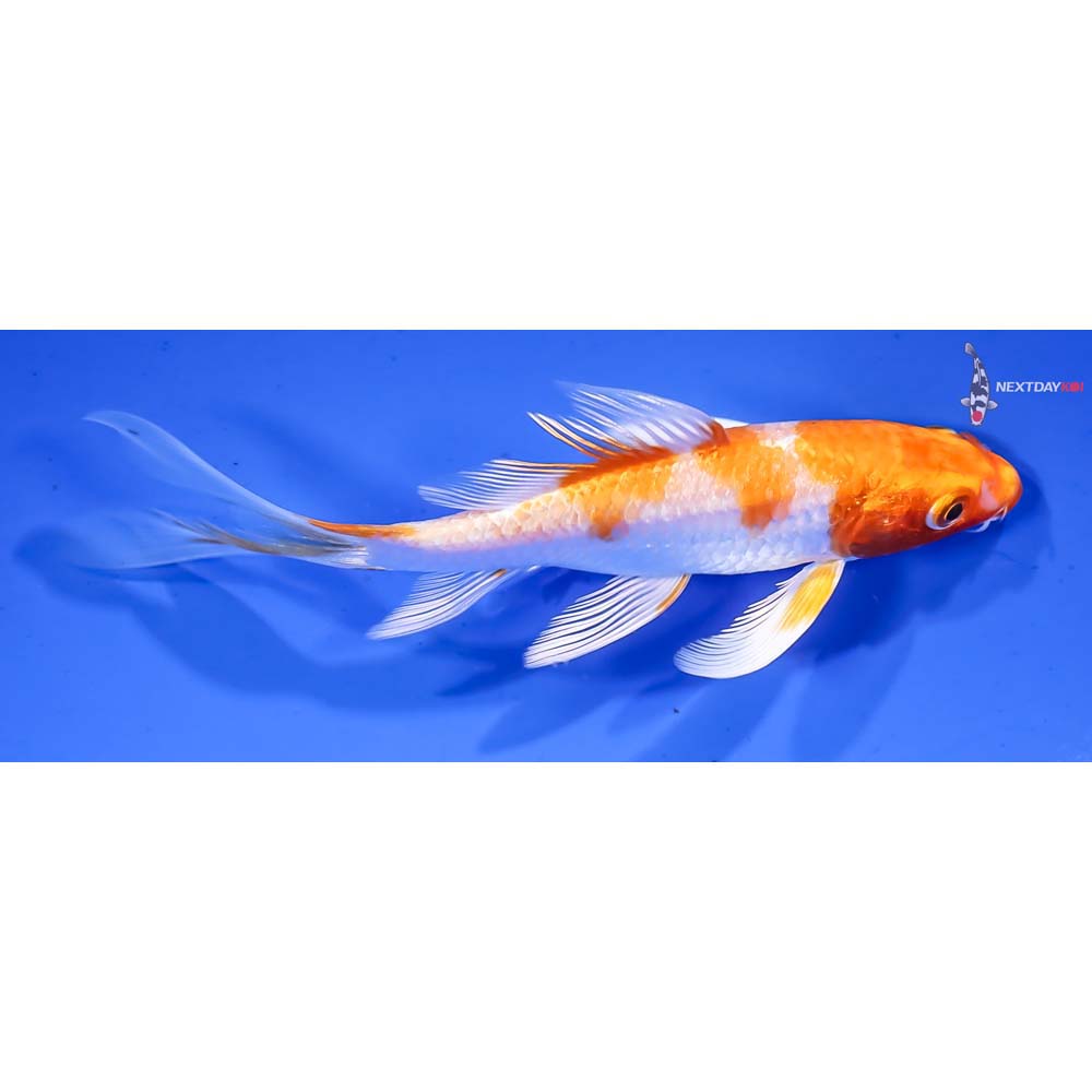 4.5” Imported Hariwake Butterfly Koi - Image 2