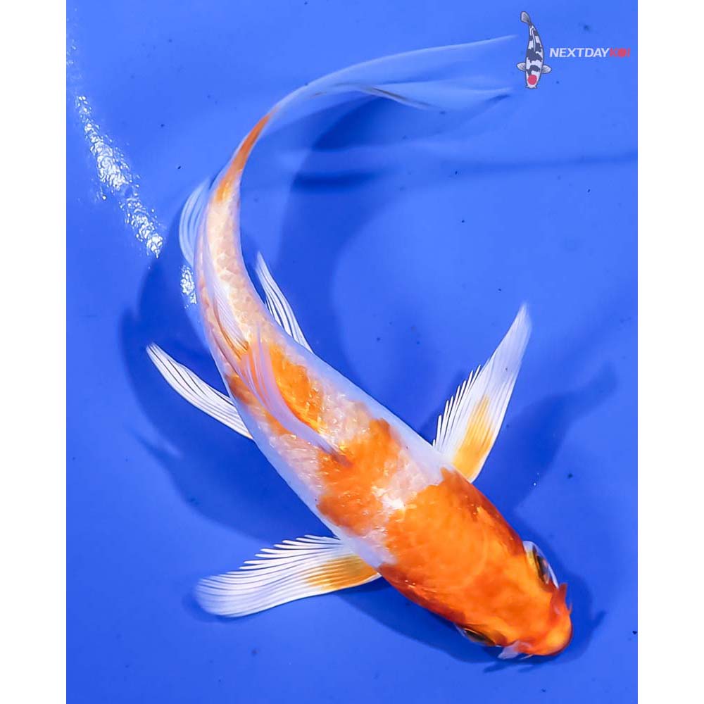 4.5” Imported Hariwake Butterfly Koi - Image 3