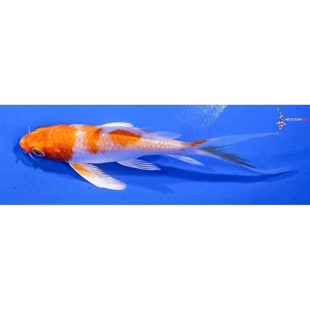 4.5” Imported Hariwake Butterfly Koi - Image 4